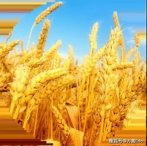 良好農業規范（GAP）與初級農產品 定義、核心與實踐意義